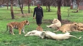 Tiger Saves Man From A Leopard Attack [upl. by Kotto733]