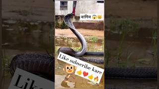 Nagin dance song short 😱 shortvideo youtubeshorts shortsfeed motivation viralvideo trending [upl. by Brenden]