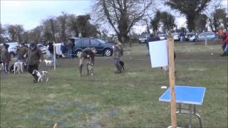 Baltinglass Lurcher Terrier ampWhippet ShowRaceday 2015 [upl. by Avram386]