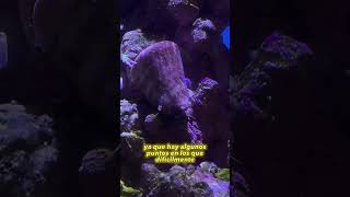 Caracol STROMBUS en el acuario marino 🐌 [upl. by Helban]