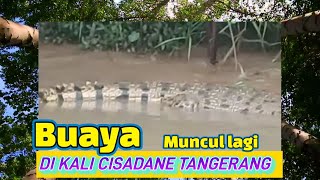 BUAYA Muncul lagi di Kali cisadane Tanjung Burung kec Teluk Naga Tangerang Banten [upl. by Havelock]