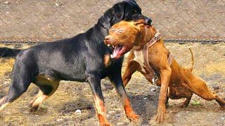 Pitbull VS Rottweiler  Rottweiler VS Pitbull  Real Fight [upl. by Julissa]