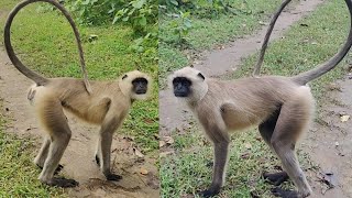 Langur Monkeys Up Close Captivating Footage of These Charming Primatesquot King Hanuman 🌴 [upl. by Ahsiuqat]