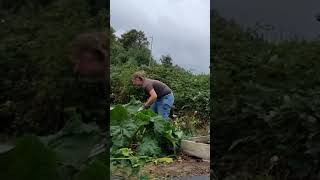 Weeding my allotment  Day 2 [upl. by Adniram]