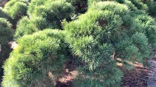 Pinus densiflora  Pendula  Weeping Japanese Red Pine March 12 2020 [upl. by Modnarb961]