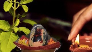 shaligram Shaligram amp Tulsi Vivah  benefits of shaligram [upl. by Chang549]