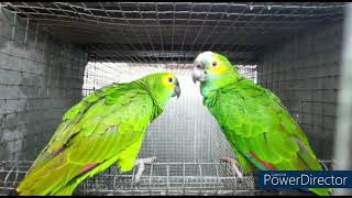 Amazon Parrot Care  Blue Fronted Amazons  Are They AMAZING pets or Aggressive Creatures [upl. by Peregrine]