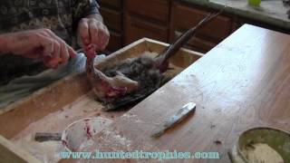 Pheasant Skinning [upl. by Reffineg]