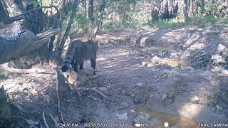 Felis silvestris  Gatto selvatico  Wild cat  Toscana [upl. by Nirrol]