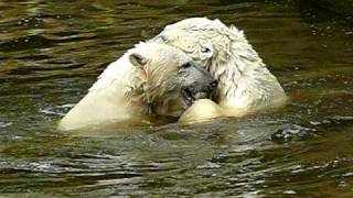 Knut and Gianna playing in the water [upl. by Glenn]