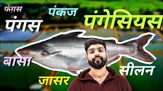 Pangasius Fish Farming Business in India  Pangas Fish Farming in India fishfarming pangasius [upl. by Ardnoik]