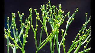 Psilotum sporophyte [upl. by Acimaj936]