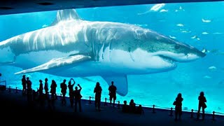 TOP 10 BIGGEST SHARKS IN THE WORLD [upl. by Yebot]