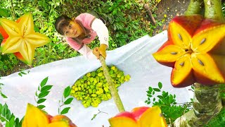 Harvest Star Fruit Go to market sell  Meet HIEN go to sell banana  New Free Bushcraft [upl. by Torrin]