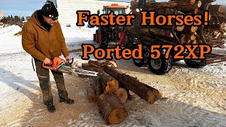 Faster Horses Ported 572XPfirewood firewoodproduction chainsaw portedchainsaw husqvarna [upl. by Enram]