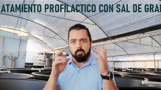 Tratamiento Profiláctico para Control de Parásitos en Tilapias [upl. by Annoyik]