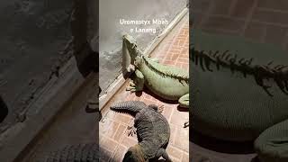 Uromastyx berjemur bersama iguana djremix music dhab kadalgurun reptiles hewanpeliharaan [upl. by Gerita]