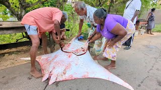 Woow Catch Giant Oceanic Manta Ray Fishing Adventure  Unbelievable Beach Haul [upl. by Schaffel]