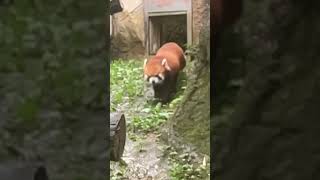 Red panda on a rainy dayKeSongs Walk 3 Slow motion🥐TamaZooHe came to Japan from Taiwanレッサーパンダ [upl. by Ardnekahs817]