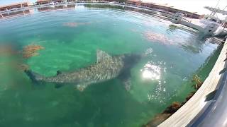 Bull Shark Encounter Bimini Bahamas [upl. by Aneeles178]