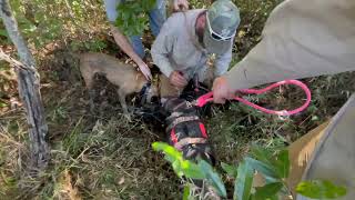 Hunting Wild Hogs with dogs South Mississippi [upl. by Dnaltiac]