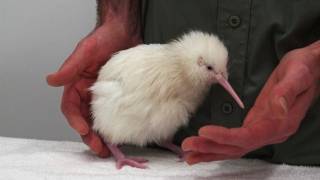 Second rare white kiwi hatches in New Zealand [upl. by Duck]