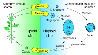 Entwicklung des Embryosacks und Pollens Gametophyten bei Blütenpflanzen [upl. by Oiled]