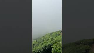 Tea plantation kerala shorts youtubeindia youtube [upl. by Nirok]