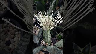 Sansevieria Dina A Pepito Mercado hybrid is blooming snakeplant bloom blooming [upl. by Newby]