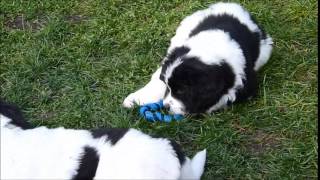 Landseer puppies first 12 weeks [upl. by Archambault]