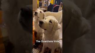 The Guardians Vote Again [upl. by Pages]