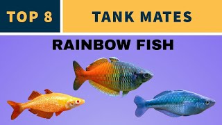 TANK MATES FOR RAINBOW FISH [upl. by Adnof]