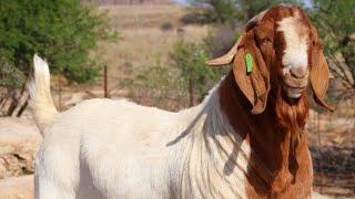 Boer goat South Africa [upl. by Zrike]