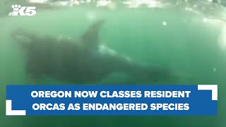 Oregon now listing resident orcas as an endangered species [upl. by Laris]