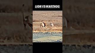 Lion vs Warthog trending animals wildlife lion warthog shorts [upl. by Demah]