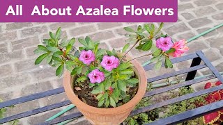 All about Azalea plant care Azalea plant grow care fertilizer n soil mix Hindi shampysgarden [upl. by Ahsehat]