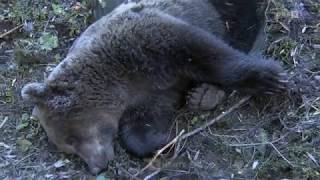 Letzte Mahlzeit des Bären Beeren und Mäuse ORF Kärnten heute [upl. by Namurt526]