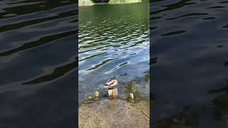 There was this duck sunning himself on the banks of the Schlachtensee shorts berlin [upl. by Nibaj]