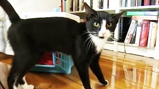 Katzen  Erste Schritte im neuen Heim  Was häufig vergessen wird [upl. by Elahcar441]