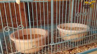 2018 GREEN CHEEKS CONURE BREEDING SEASON [upl. by Blayne]