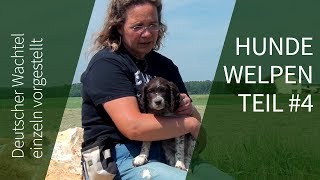 Hundewelpen ► Rias Nachwuchs ► Deutscher Wachtel Hundewelpen Teil 4 [upl. by Htaeh]