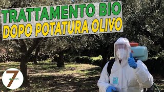 Trattamento BIO dopo la potatura dellolivo perché farlo e quandoSTIHL [upl. by Hayyifas]