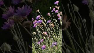 Blooming everlasting plant immortelle Xeranthemum annuum shorts [upl. by Nasar]