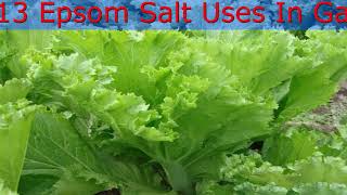 See What Happens When You Add Epsom Salt to Your Plants [upl. by Piper]