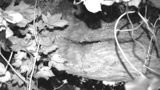 Barbastelles roosting in the limb of an Oak [upl. by Ayhay563]