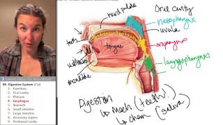 Esophagus Digestive System ☆ Human Anatomy Course [upl. by Caron]