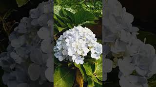 Hortensia flors flors floweringplant flowers flor [upl. by Jonati]