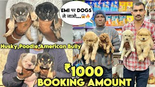 Cheapest Dogs Market In Delhi NCR  German Shepherd Husky Pitbull  Dog in 999  Pet Lover Hub [upl. by Zoldi389]