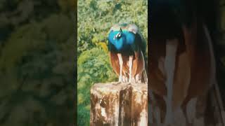 Peacock dance 🦚 peacock birds the india pefowlpeacock sound and peacock flying roof and peahen [upl. by Atinus211]