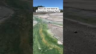 Thermophiles keeping the water nice and green 😍 yellowstone nationalparkservice subscribe [upl. by Shanks]